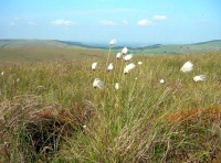 Hollin Moor photo 4