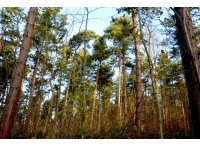 Hollygate Wood - SOLD