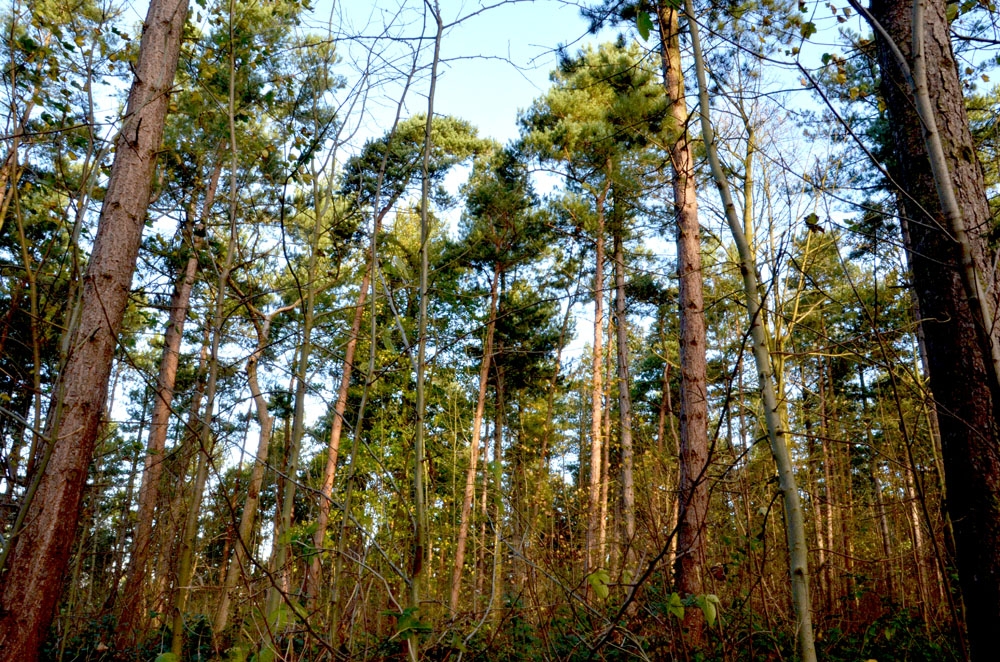 Hollygate Wood - SOLD, Nottinghamshire - Nearly 3 ¾ acres, £39,000