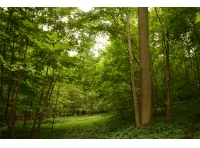 Hunsley Wood - SOLD