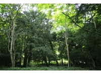Hunsley Wood - SOLD photo 10
