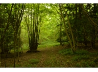 Hunsley Wood - SOLD photo 2