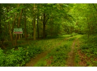 Hunsley Wood - SOLD photo 3