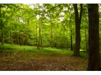 Hunsley Wood - SOLD photo 5