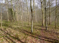 Hunsley Wood - SOLD photo 6