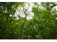Hunsley Wood - SOLD photo 7