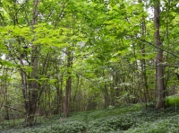 Hunsley Wood - SOLD photo 8
