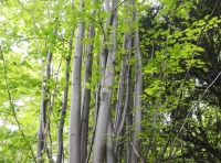 Hunsley Wood - SOLD photo 9