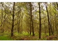 Ironstone Wood