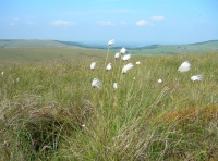 Knotberry Moor