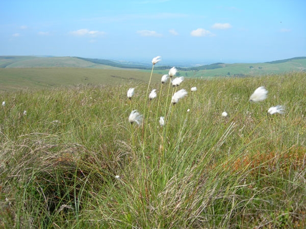 Knotberry Moor