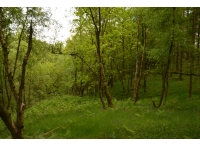 Langholme Wood - SOLD