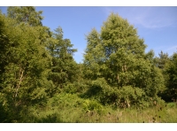 Lowhouse Wood