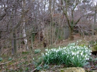 Loxley Wood - SOLD