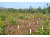Marl Wood - SOLD
