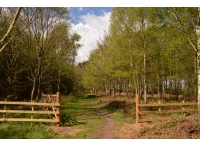 Moley Wood - SOLD