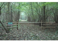 Mowbray Wood - SOLD