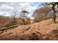 Myton Wood