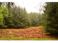 Newstead Wood
