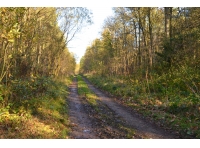 Oakhill Wood - SOLD