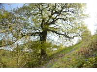 Ordleybank Wood