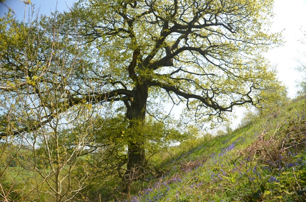 Ordleybank Wood