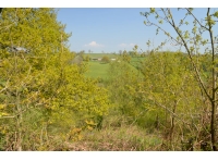 Ordleybank Wood