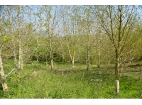 Younger ash trees