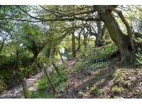 Ordleybank  boundary with the lane