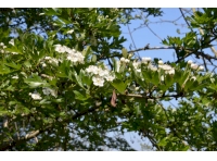 May blossom