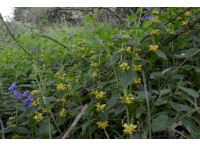 Yellow archangel and bluebells