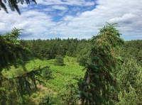 Oxmoor Wood