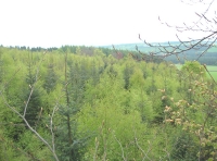 Pinnock Wood - SOLD photo 3