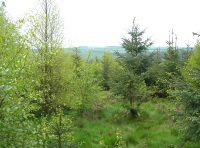 Pinnock Wood - SOLD photo 4