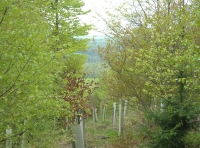 Pinnock Wood - SOLD photo 5