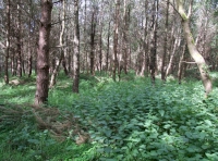 Pine, willow and birch