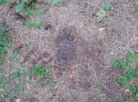 Deer couch with wood sorrel growing nearby