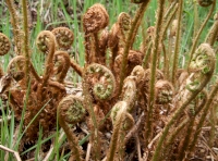 Ferns unfurling