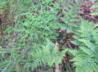 Ferns and wood sorrel