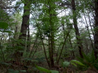 Ferns in the fore ground with pine trees behind