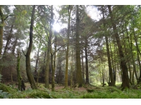 Rabbit Wood