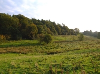Ramshaw Wood and Meadow - SOLD