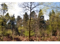 Ridding Wood - SOLD
