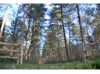 Rubus Wood - SOLD