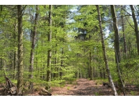 Scaife Wood - SOLD