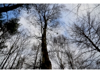 Snipe Wood canopy