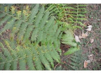 Ferns