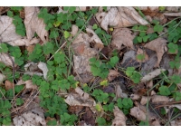 Wood Sorrel