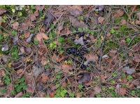 Deer droppings