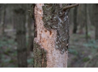 Woodpecker activity